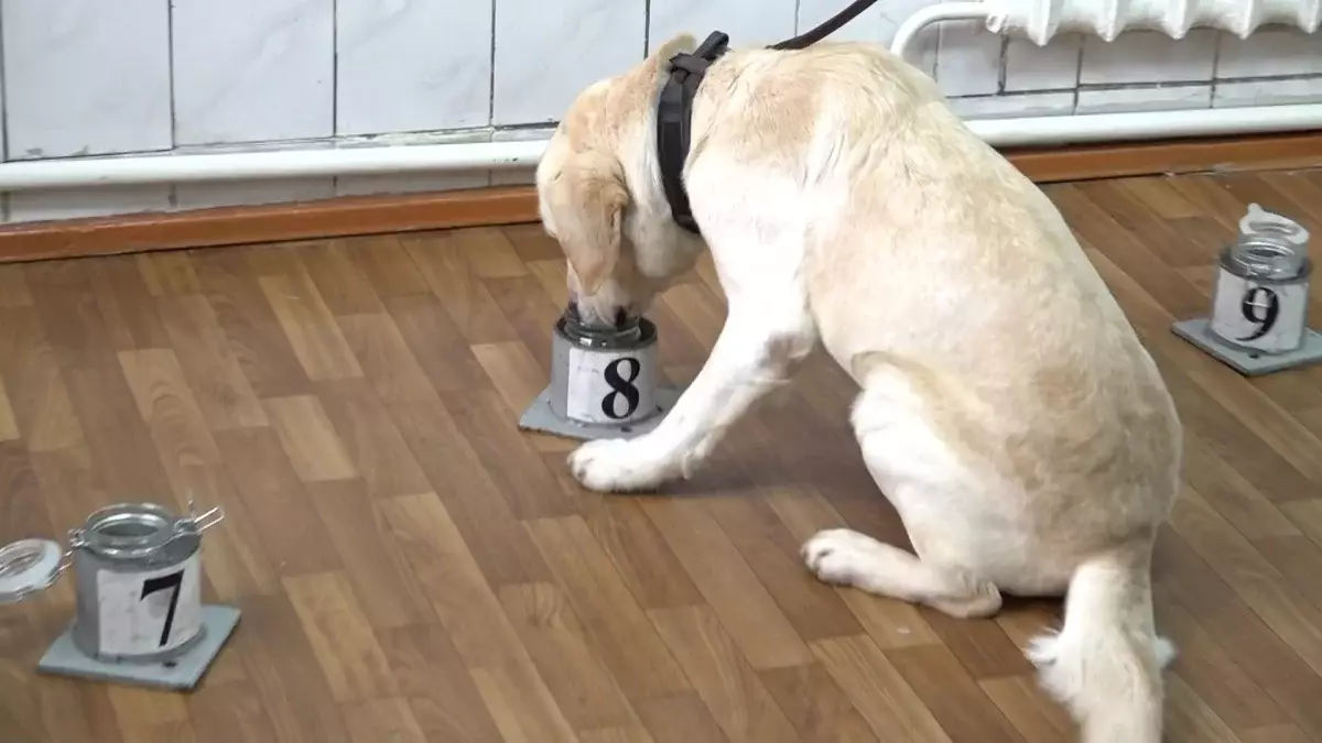 Кинологиялық қызметте иттер неше жаста зейнетке шығады