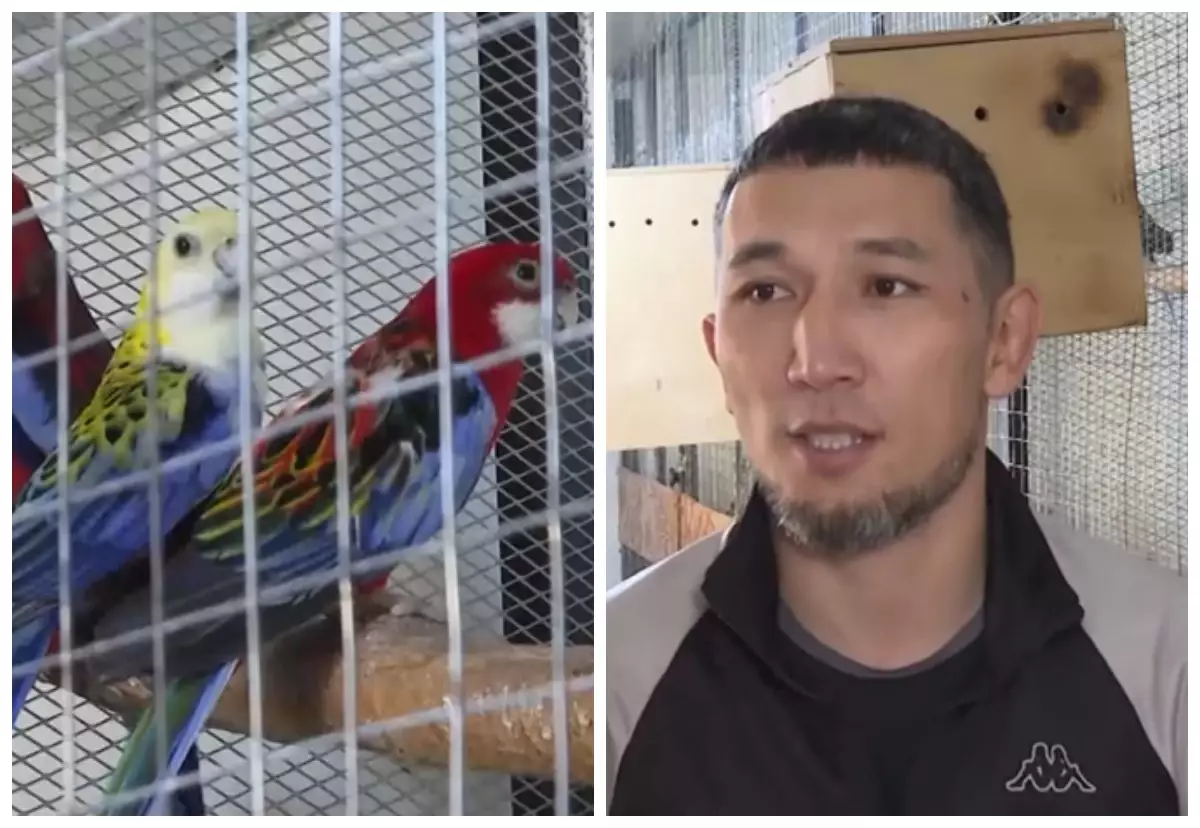 "Балалардың көңілін гаджеттен аулайды": Таразда тұрғын тотықұс асырап кәсіп ашқан