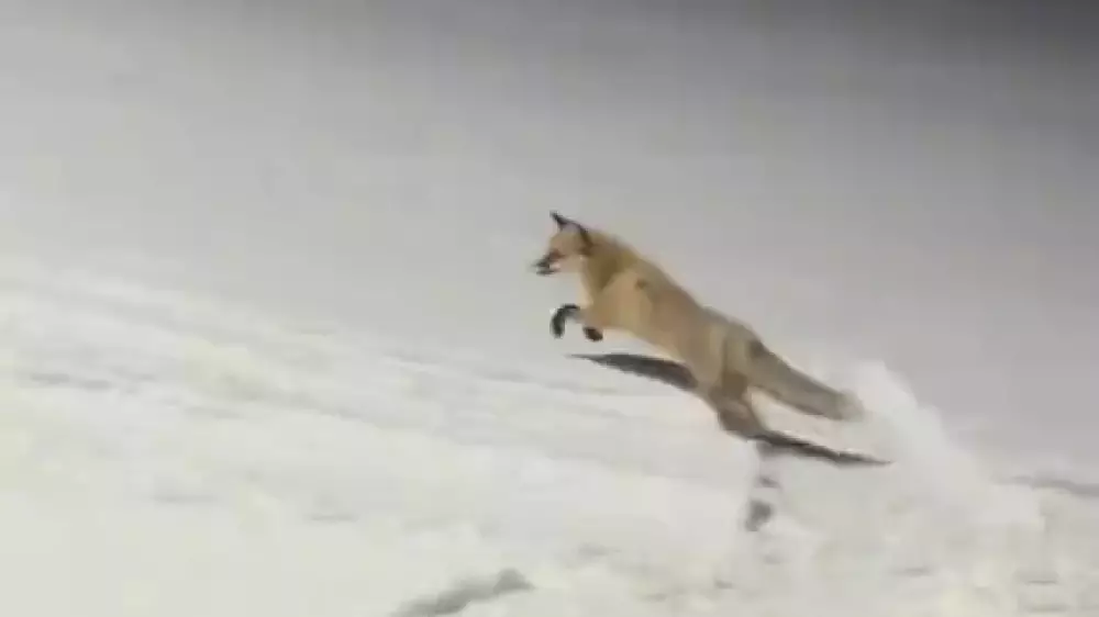 Необычного “сноубордиста“ заметили на одной из горнолыжных трасс под Алматы