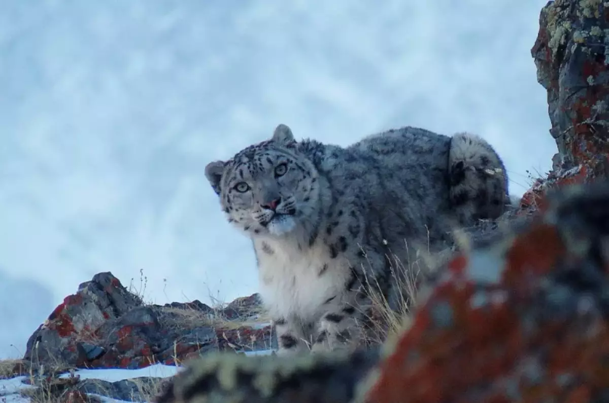 Алматинец неожиданно заснял снежного барса по дороге на "Медеу"