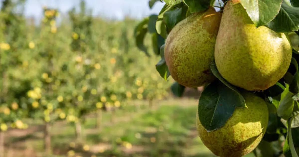  Ғалымдар алмұрт қабығының зор пайдасы барын анықтады 