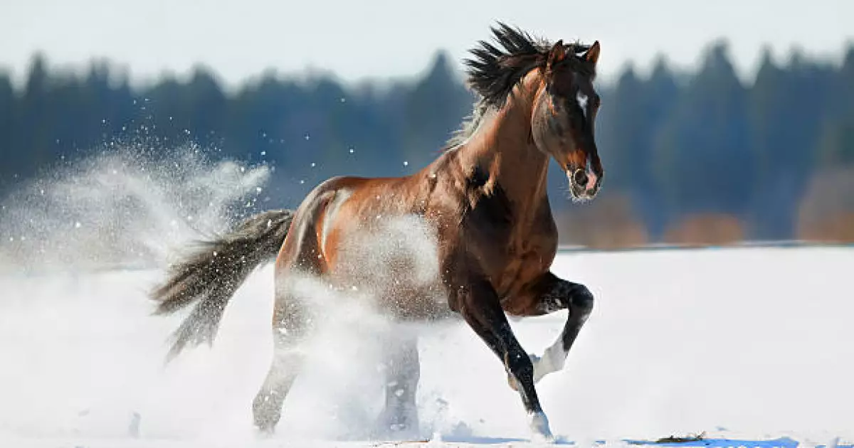   «Бұл жылқы менікі емес»: адвокат екі адамның өліміне себеп болған жауапсыздық туралы айтты   