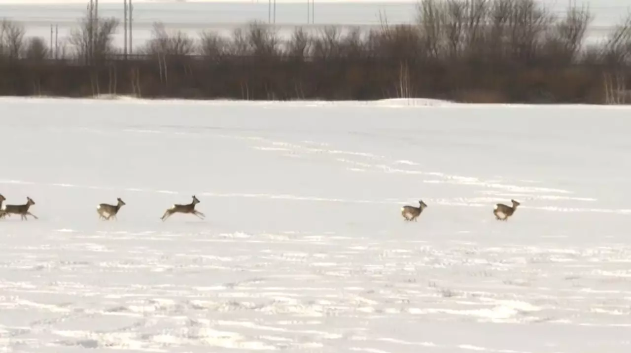 Заңсыз елік атқан браконьерлер сотталды