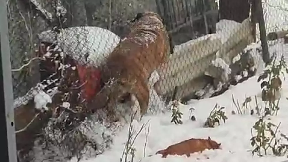 Алабай перепрыгнул во двор соседей и загрыз двух питомцев в Талдыкоргане