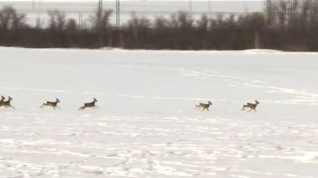 Браконьеры осуждены за незаконную охоту в Акмолинской области