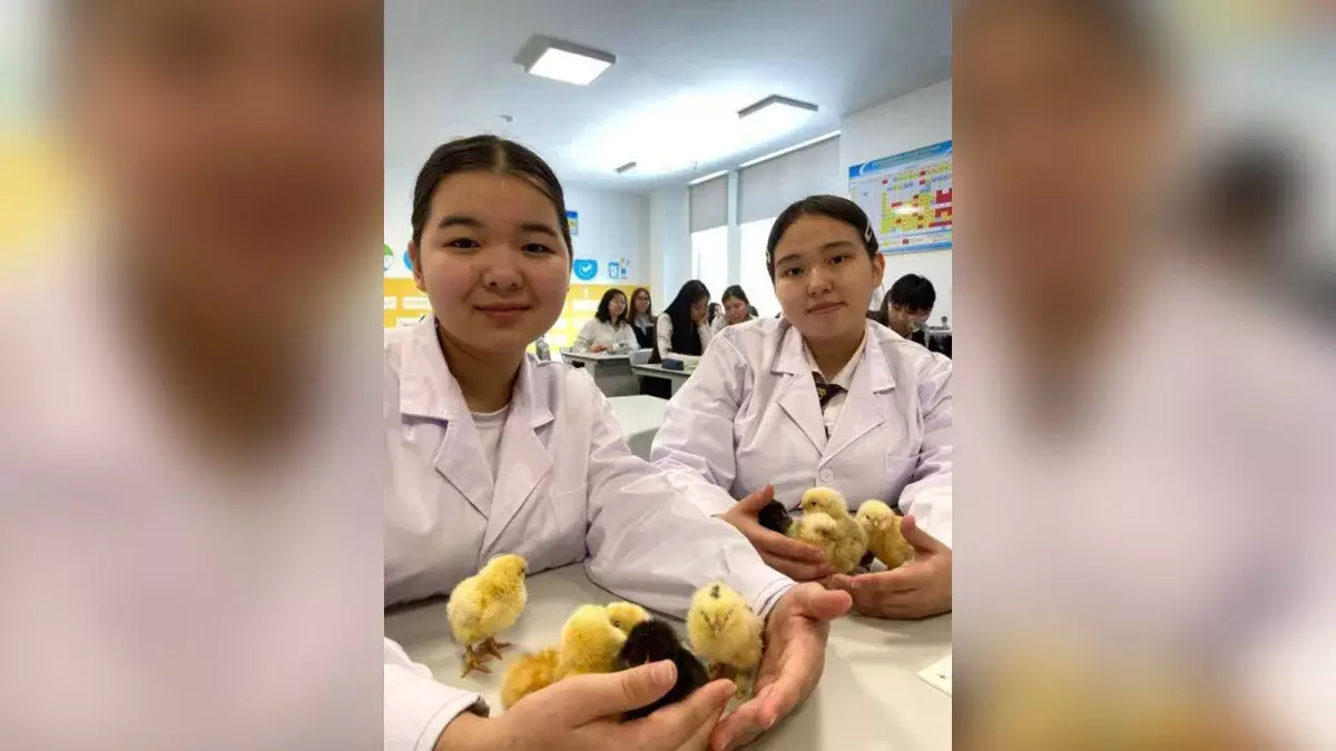 Астанада екі оқушы қыз ойлап тапқан инкубатор балапан басып шығарды