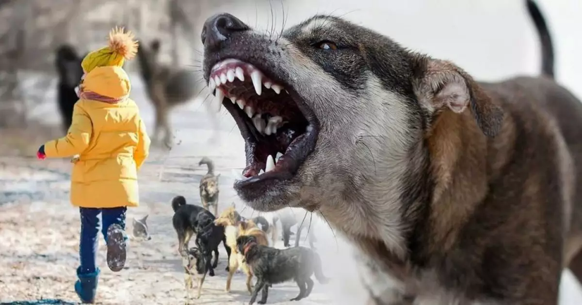   Бұралқы иттерге бақылау болмай тұр   