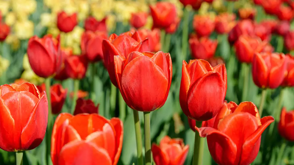 Сколько дней отдохнут казахстанцы в марте 2026 года: календарь