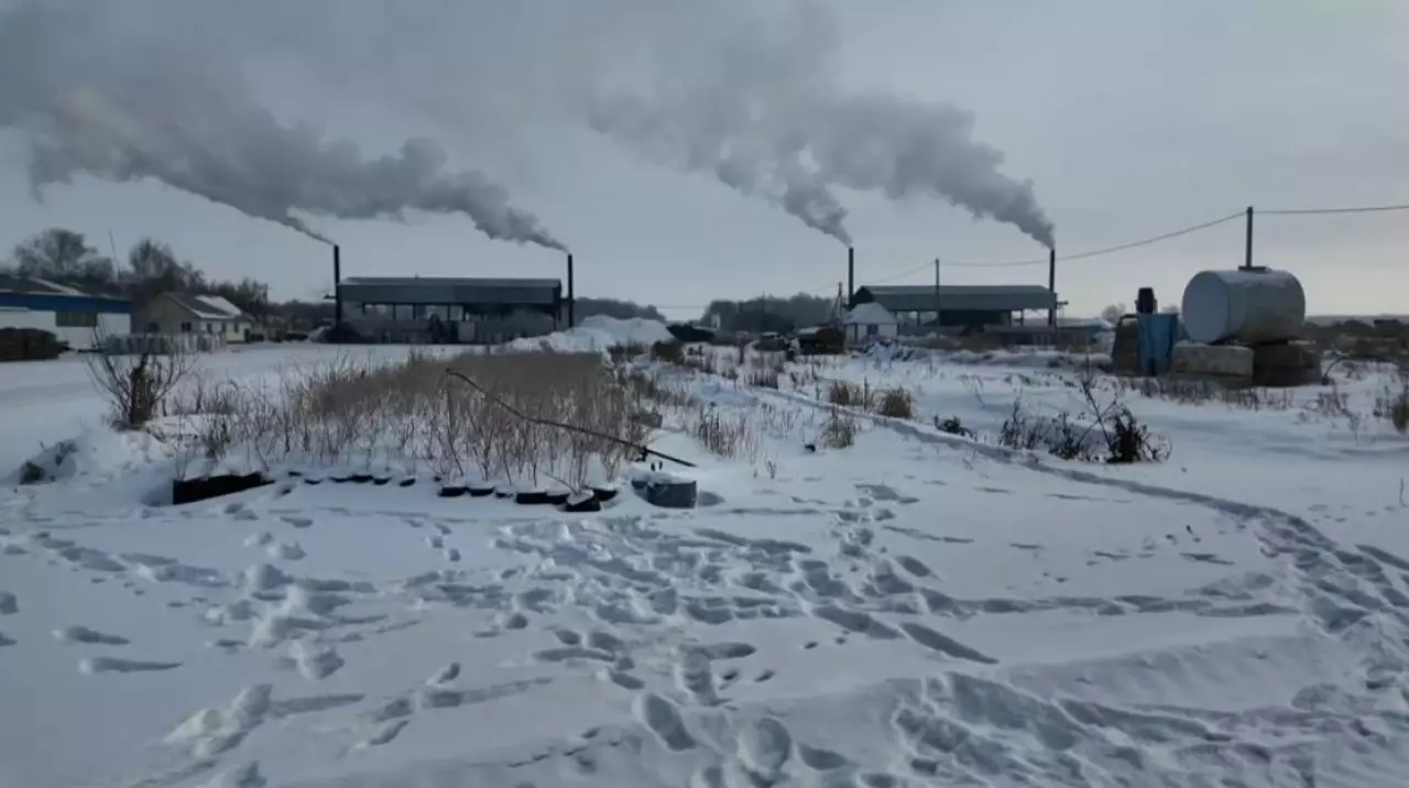 Петропавлда жаңғақ өседі