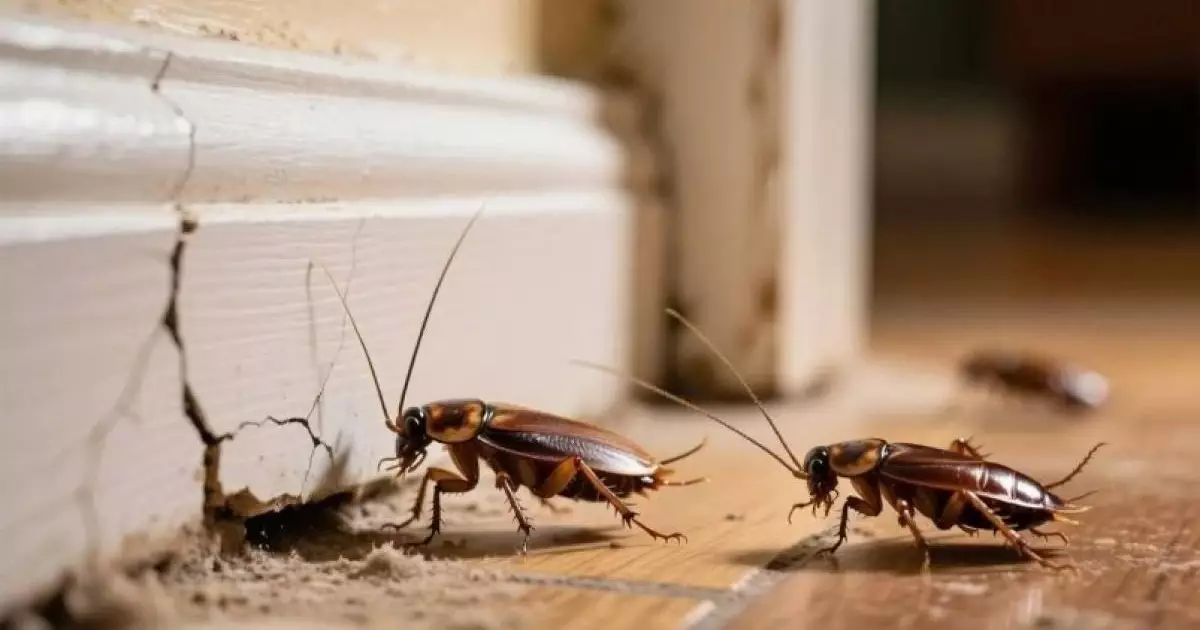  Тарақандар «абдырап» үйден өзі-ақ безеді: Мына әдісті білсеңіз болды 