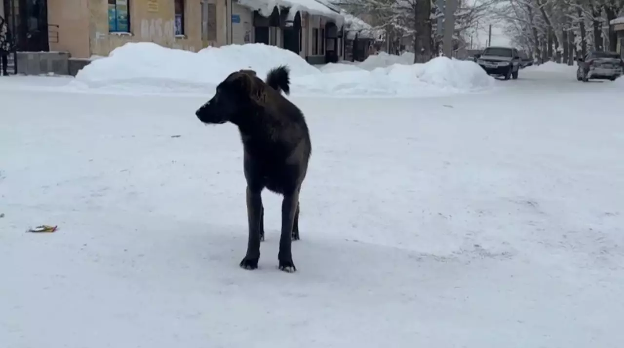 Өскеменде иесіз иттер көбейді