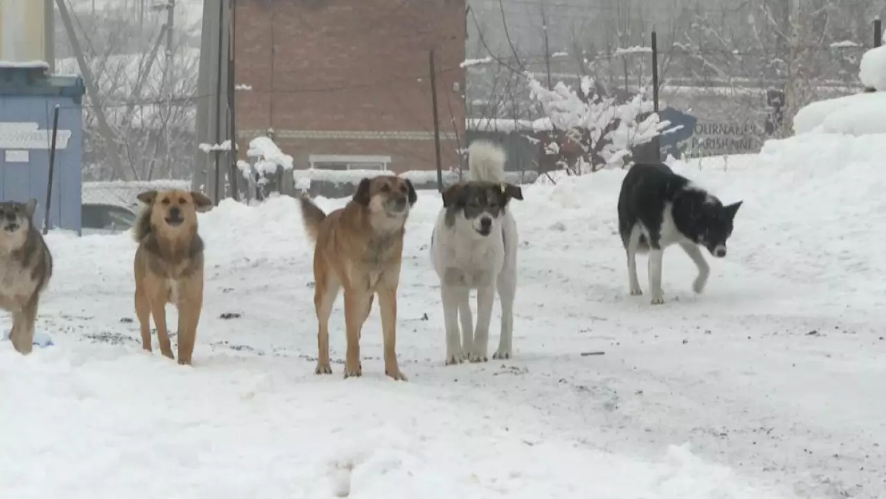 Численность бродячих собак растет в Усть-Каменогорске