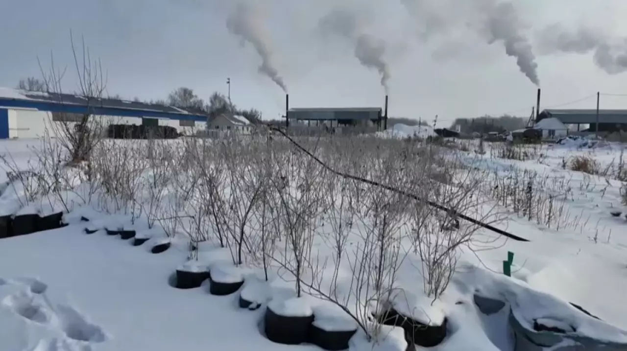 Экзотические деревья успешно адаптируются в СКО