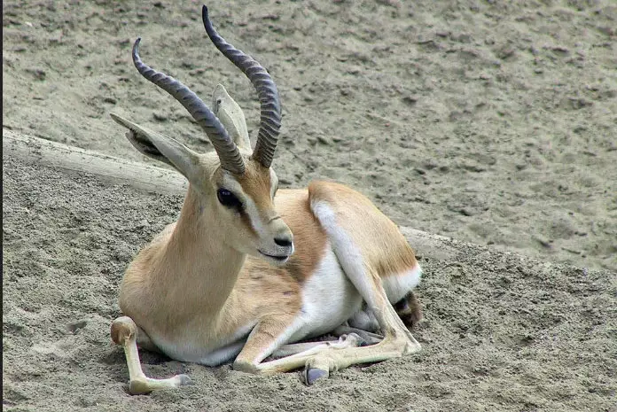Краснокнижные джейраны попали на видео в Чарыне