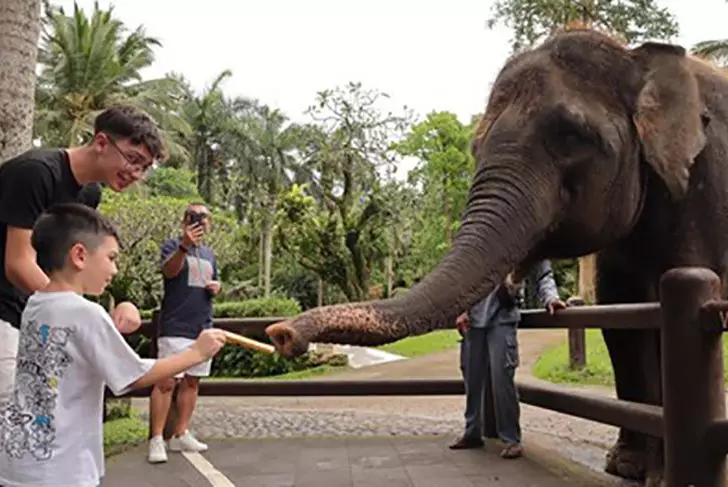 На Бали запретили катать туристов на слонах