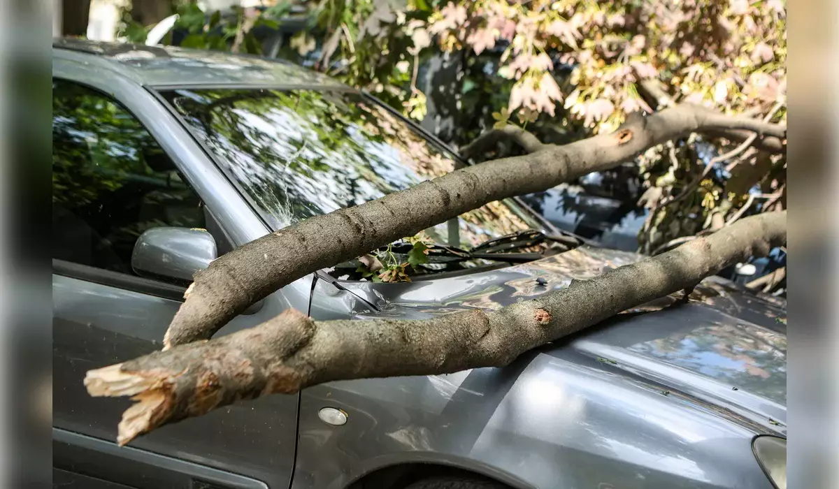 Костанайка взыскала миллионы с акимата за дерево, упавшее на ее машину