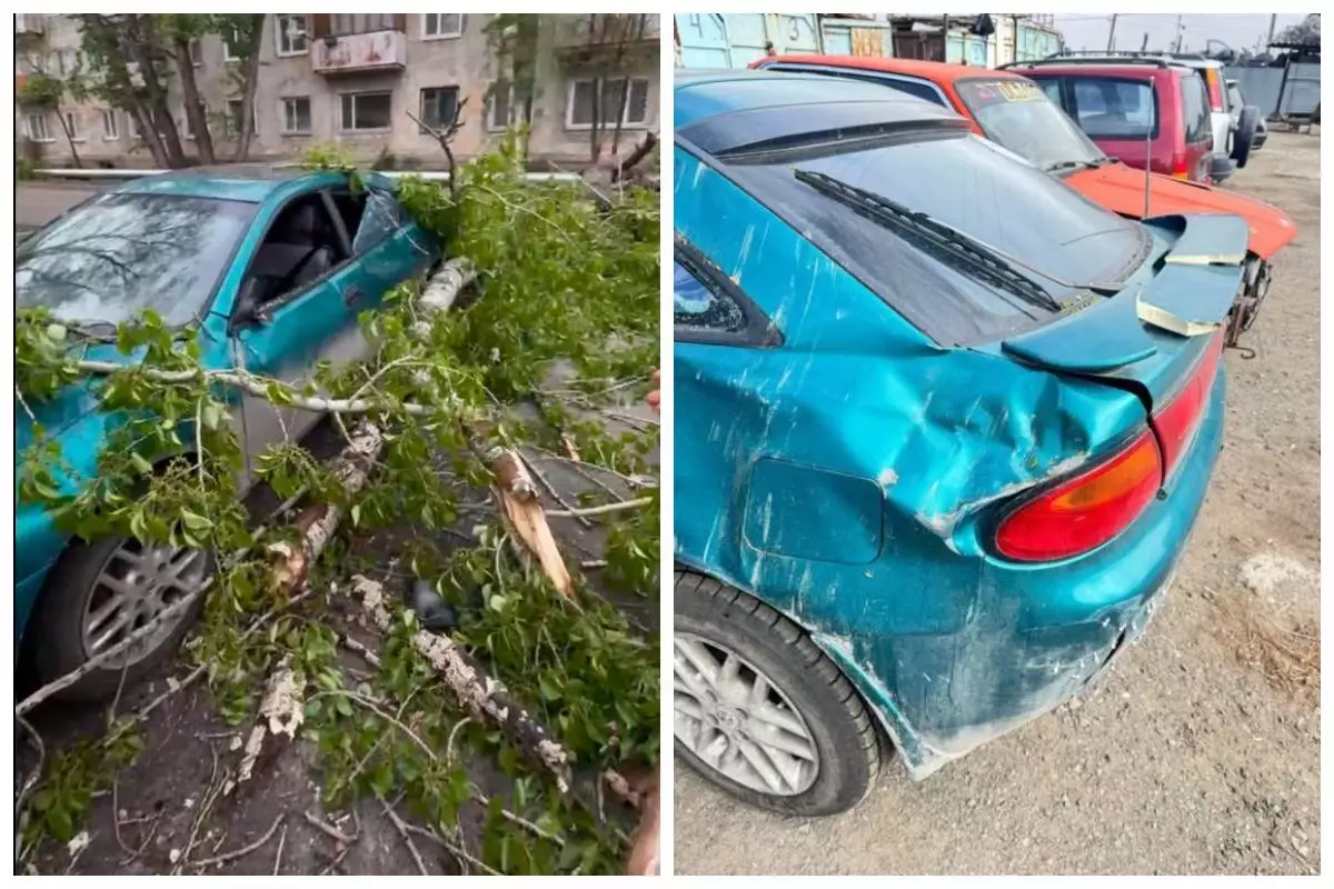 Қостанайда әйел көлігіне құлаған ағаш үшін әкімдіктен 2 млн теңгеден астам өтемақы өндіріп алды