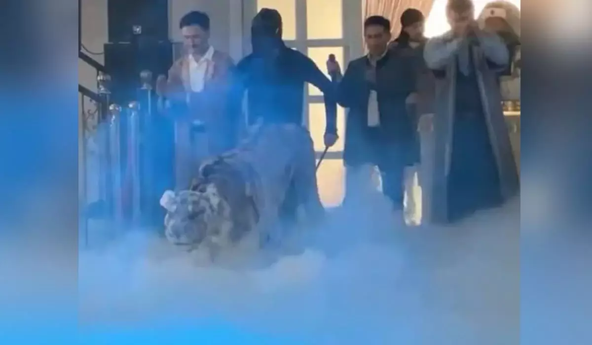 На сундет-той в Казахстане зашли в ресторан с огромным «тигром» (ВИДЕО)