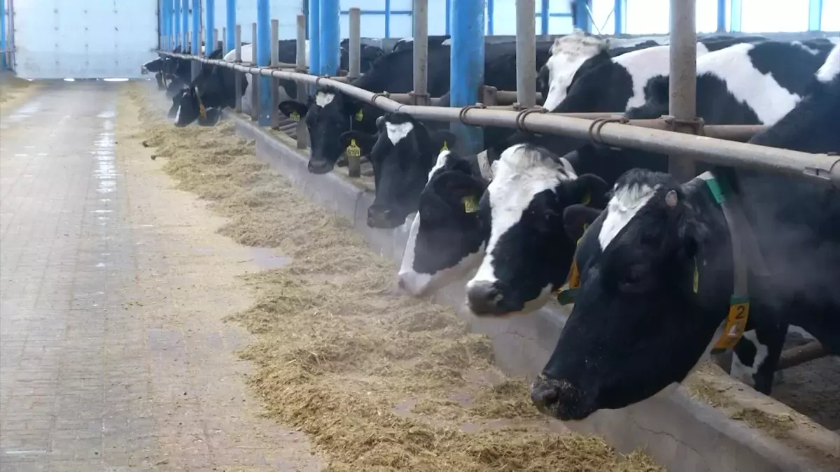 2027 жылдан бастап мал экспортына шектеу қойылмауы мүмкін