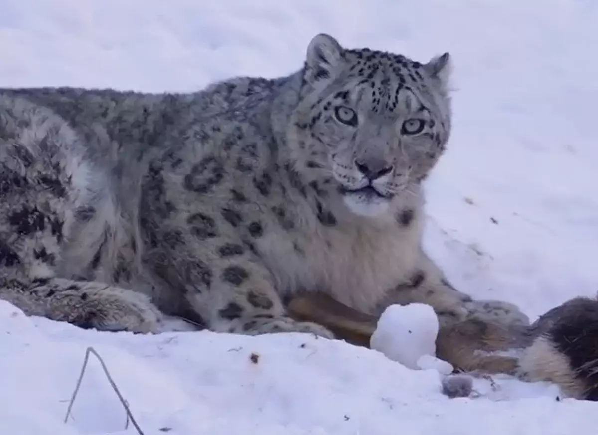 Фотограф снял на видео снежного барса в горах Алматы — редкие кадры