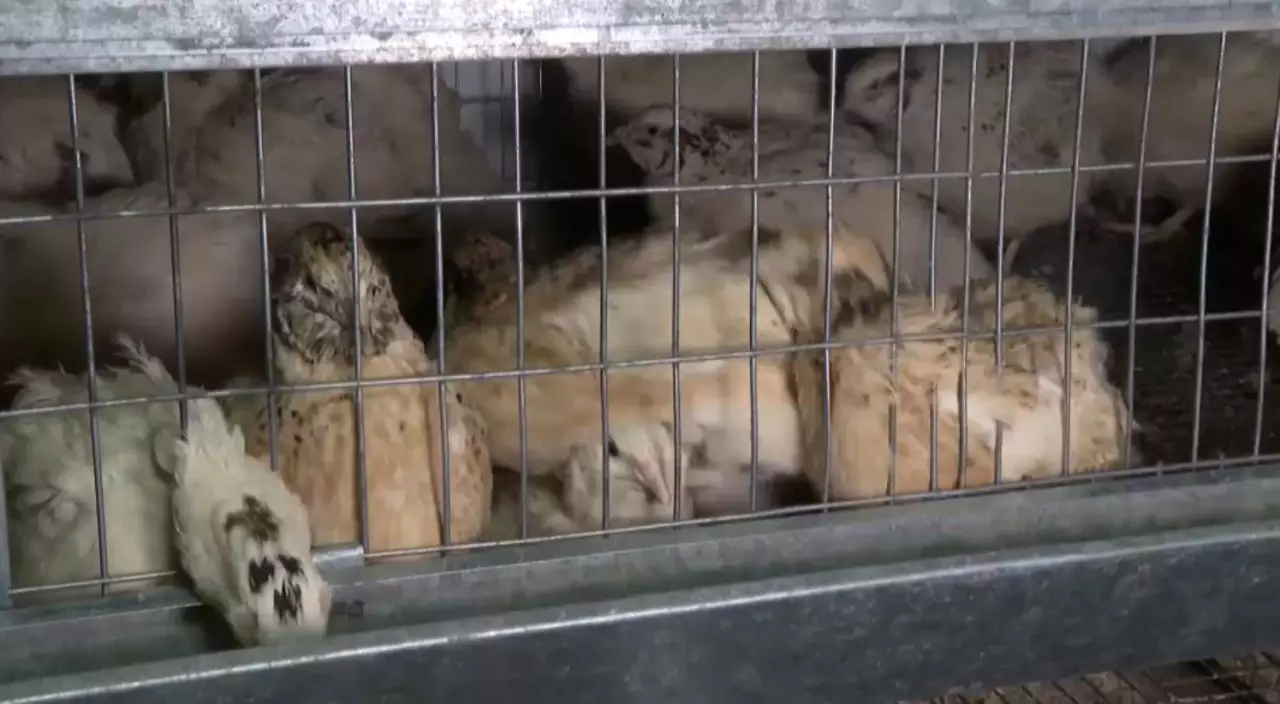 ШҚО-да оқушы бөдене өсіріп, кәсіп бастады