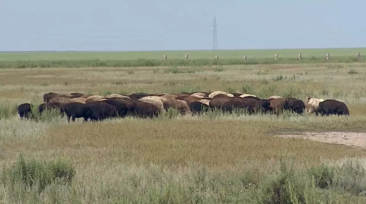 Шетелге ұсақ мал сатуға шектеу қойылды