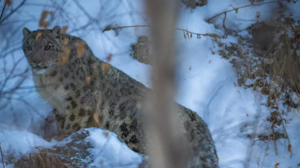 Алматы тұрғыны сирек жағдайға куә болды