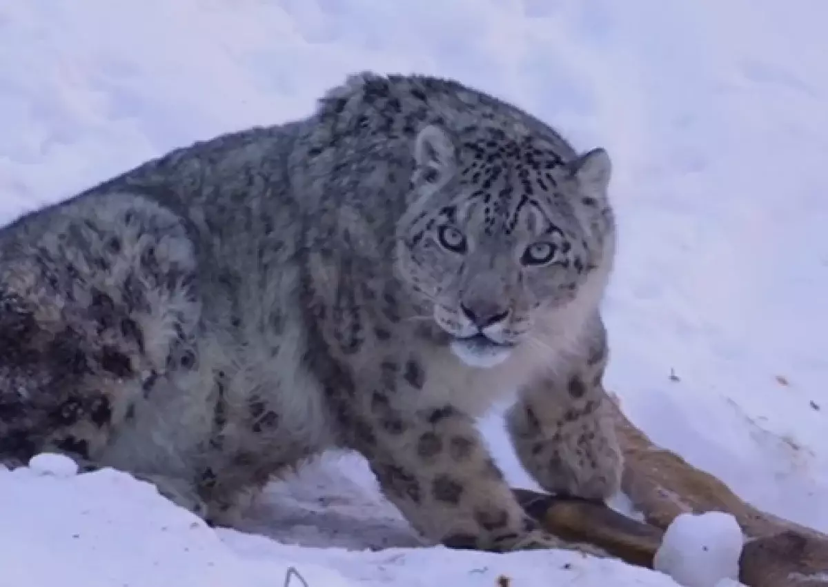 «Хозяин алматинских гор»: фотограф поделился уникальными кадрами снежного барса (видео)