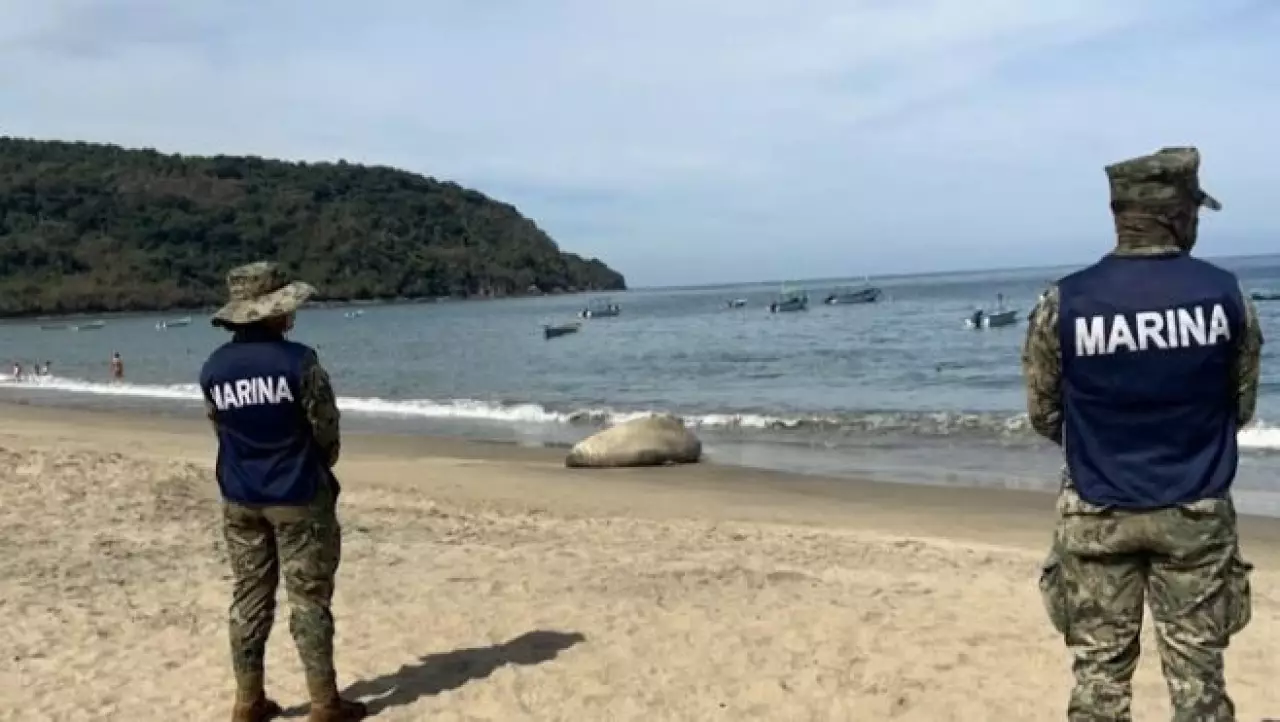 Морской слон выплыл на пляж в Мексике