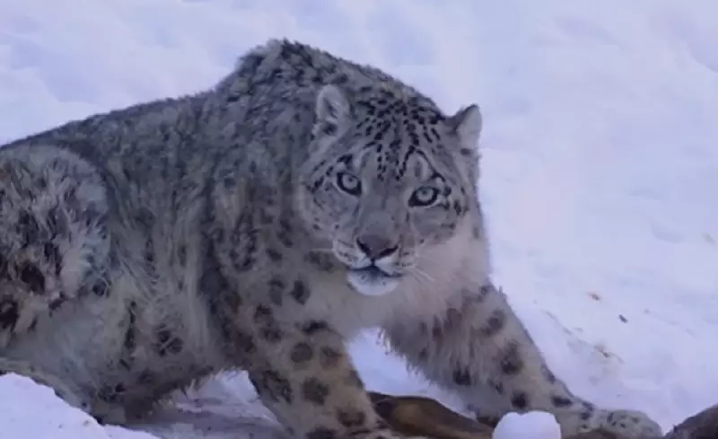 Отдыхал после охоты: фотограф встретил снежного барса в горах Алматы