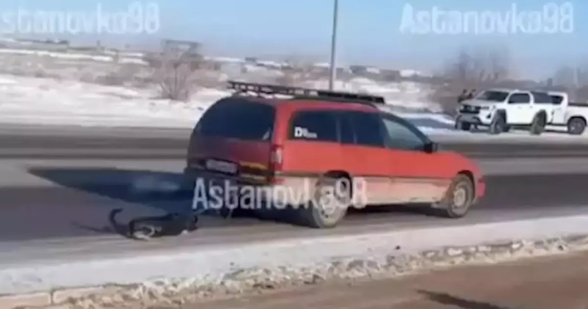  Астанада көлігімен итті сүйреген жүргізуші ұсталды (ВИДЕО) 