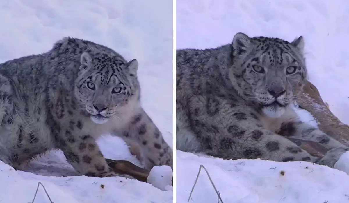 “Ғажап жаратылыс”: Алматыда фотограф қар барысын жақыннан түсіріп алды