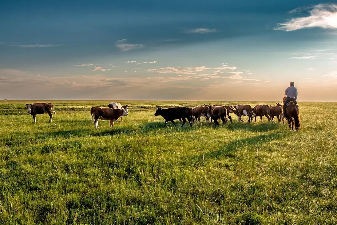 "Земля должна работать"  — в МСХ ответили на критику по пастбищам