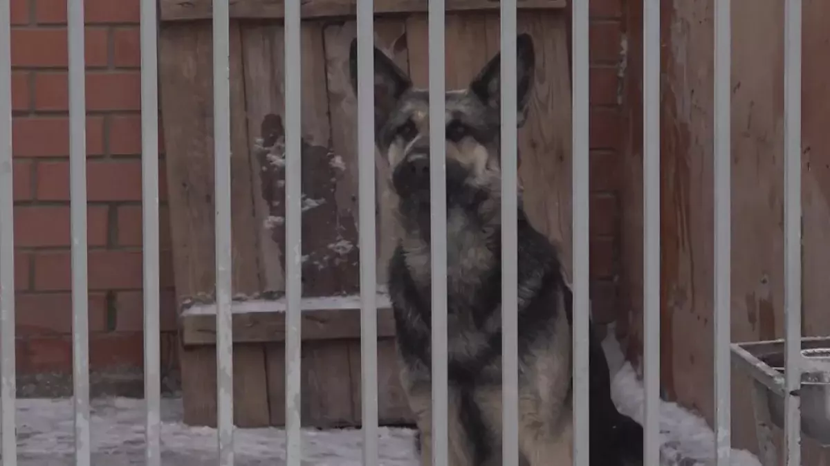 Жестокая прогулка: в Астане водитель привязал собаку к багажнику авто