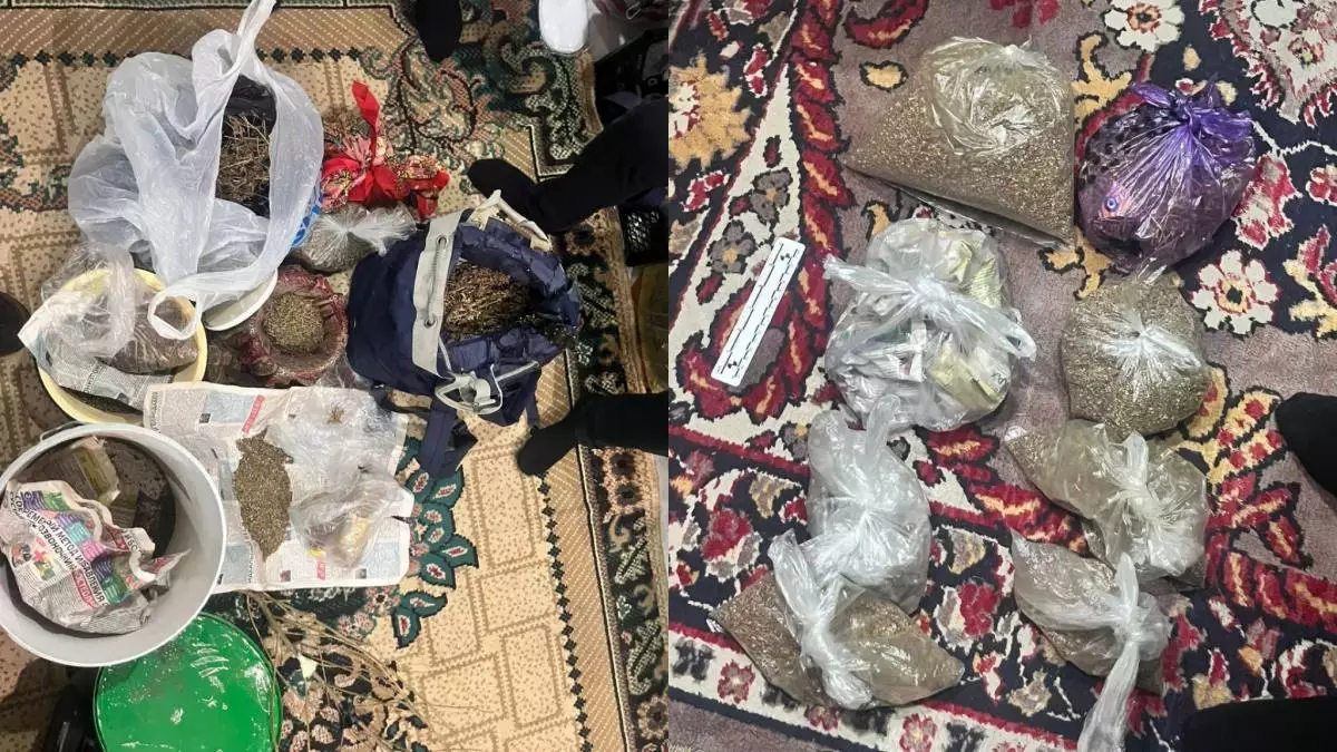 В Акмолинской области изъято более пяти килограмм марихуаны (видео)