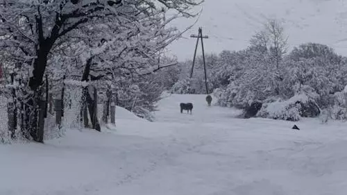 Боран, жаңбыр, көктайғақ: 31 қаңтарға арналған ауа райы болжамы