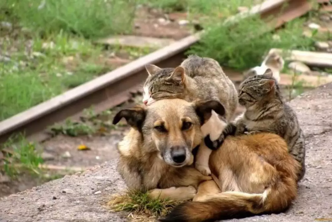 В Караганде признали: система регулирования численности бездомных животных дала сбой