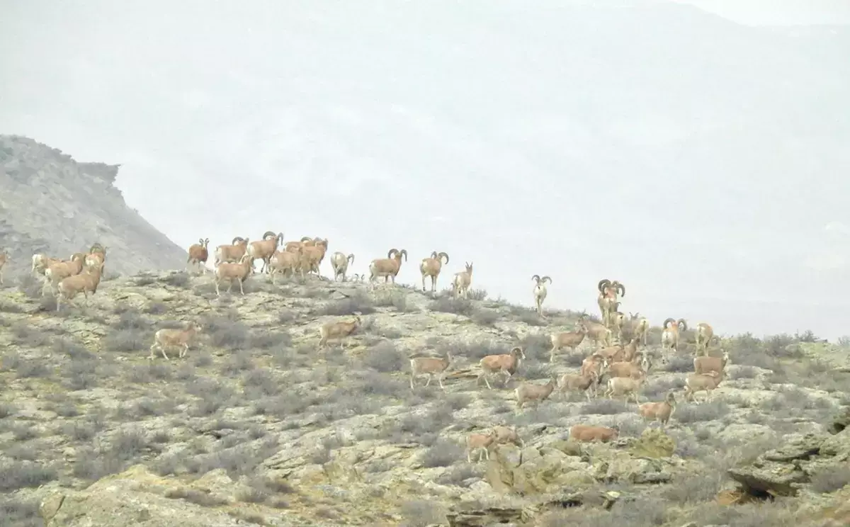 Архары, волки и редкие птицы попали в объективы фотоловушек в Мангистау - новости на Lada.kz 30.01.2026