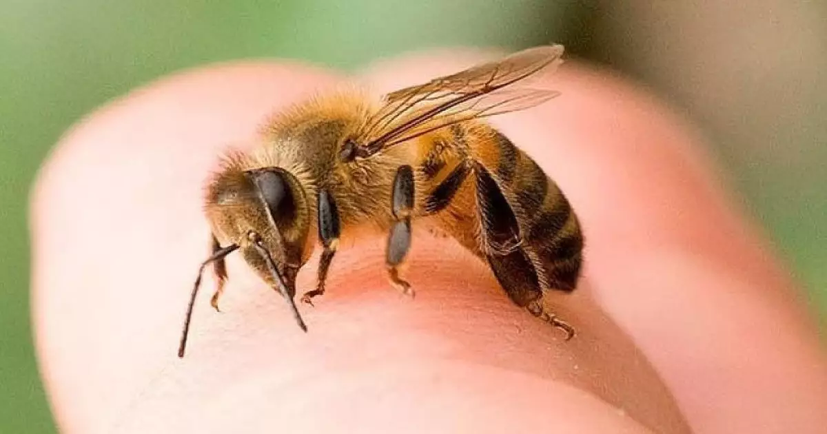   Бір айда 253 ара шақса...   