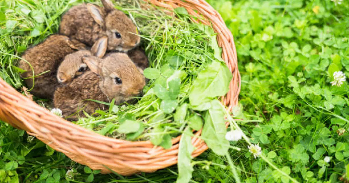   Наурыз айында қазақстандықтар қанша күн демалатыны белгілі болды   