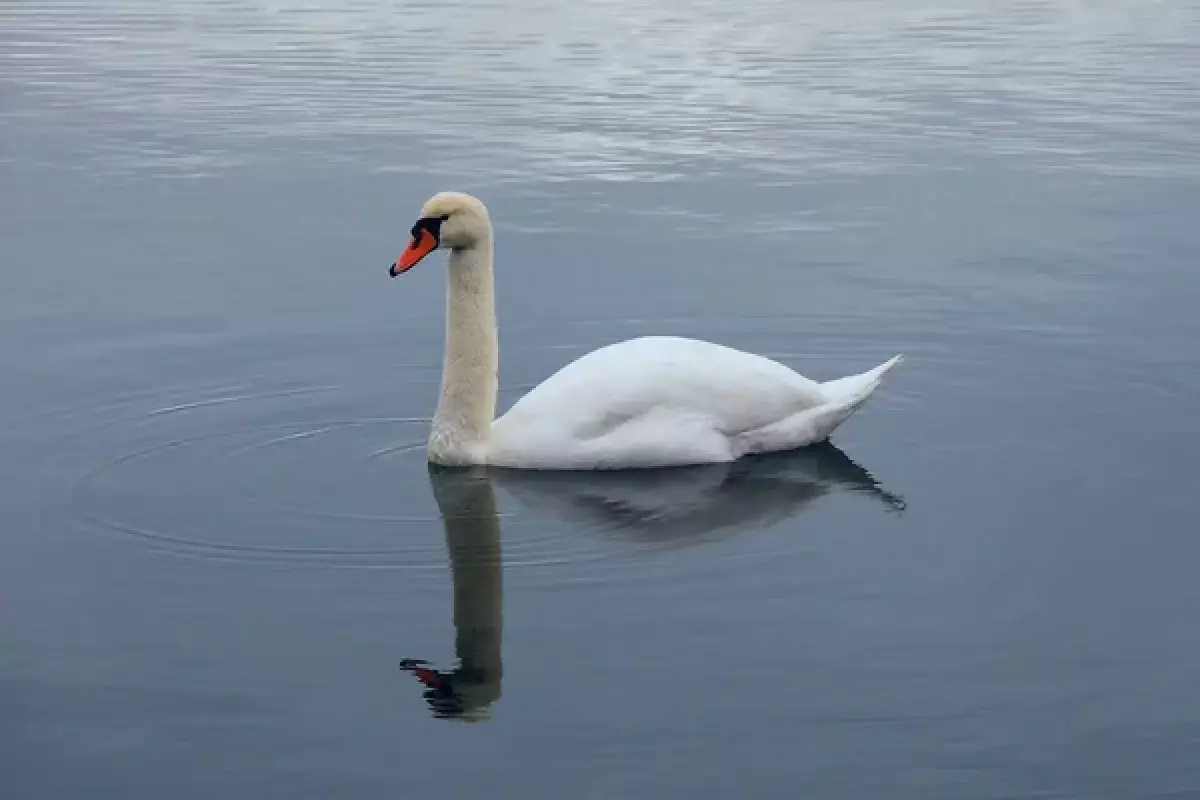 Истекал кровью двое суток: ветеринары провели срочную операцию лебедю