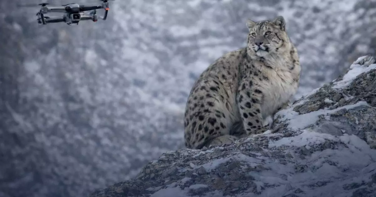  «Дрон спугнул барса»: казахстанцы выступили против съёмок редких животных с воздуха 
