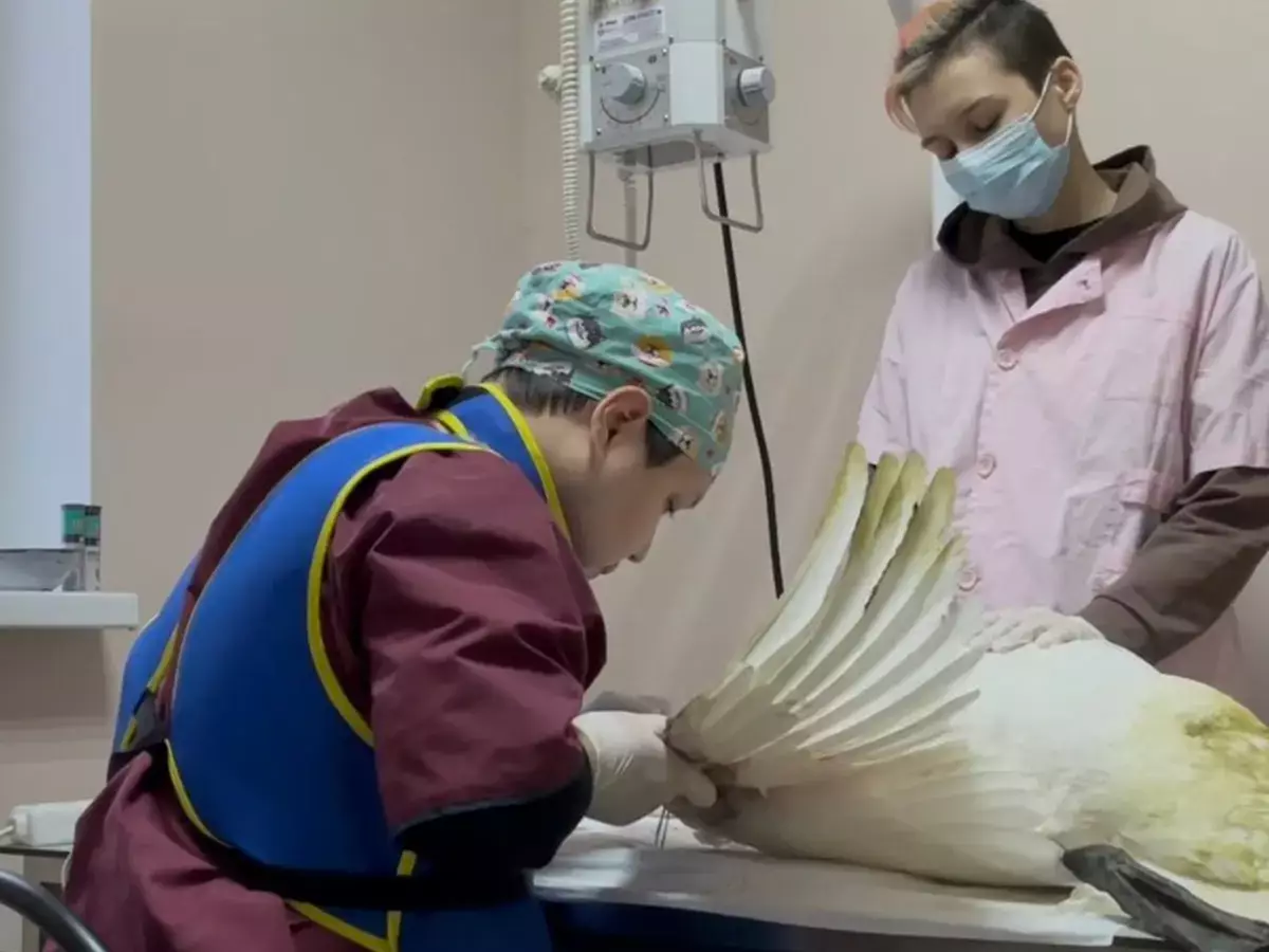 Чудесное спасение: в Мангистау ветеринары прооперировали лебедя с переломом крыла - новости на Lada.kz 31.01.2026