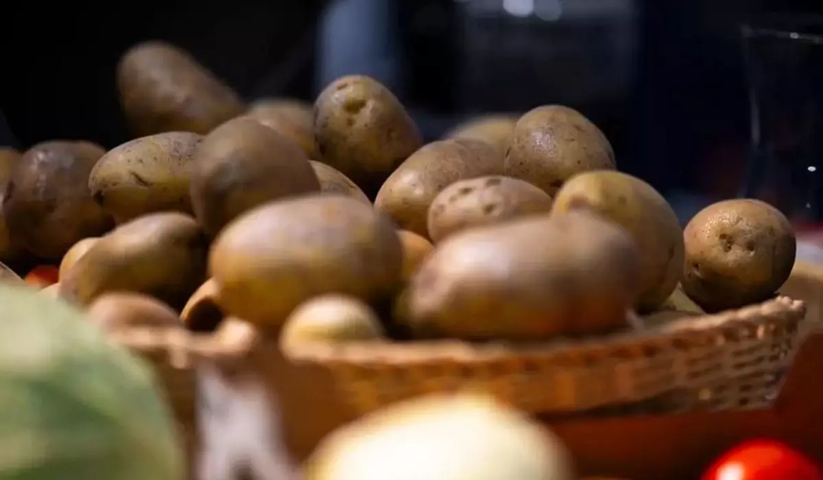 Германиядағы ферма рекордтық өнімнен кейін миллиондаған картопты тегін таратты