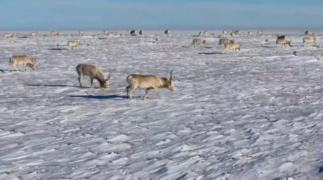 Арал маңын 35 мың киік қыстап жатыр