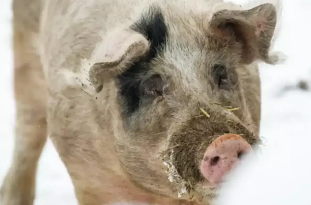 Свиньи затерроризировали жителей российского города: отбирают пакеты, грабят мусорки и пугают детей - новости на Lada.kz 31.01.2026