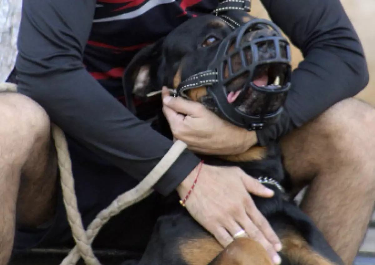 Мужчина ранил коллегу, стреляя по собакам в Акмолинской области