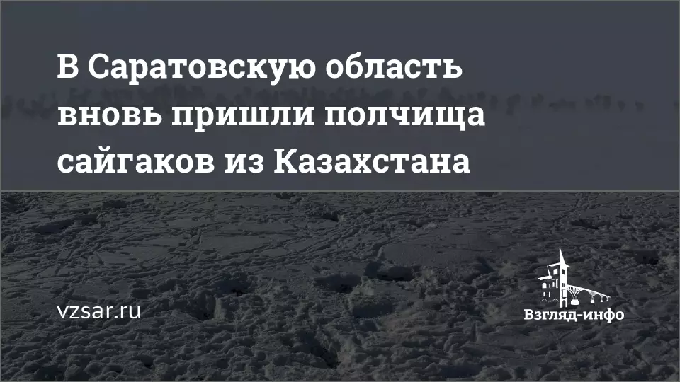В Саратовскую область вновь пришли полчища сайгаков из Казахстана.