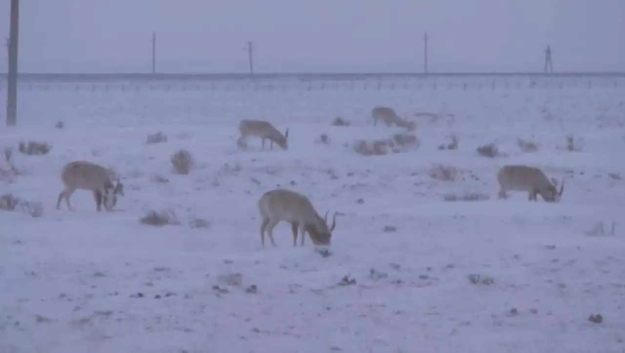 Сайгаки зимуют в Приаралье