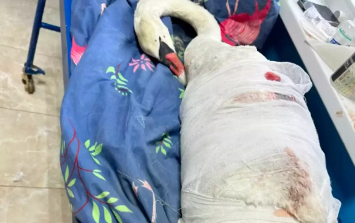 Истекал кровью и отбивался: раненого лебедя спасли в Актау (ВИДЕО)